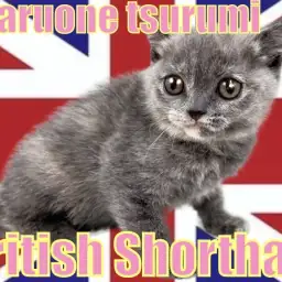 【 ブリティッシュ・ショートヘア 】まんまるお顔に珍しいカラー!!