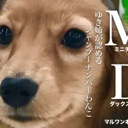 【ミニチュアダックスフント】スマイルフェイスのイケメンダックスちゃんの現在!