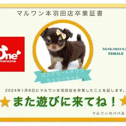 【 卒業記念 】チワワのシェリーちゃん卒業おめでとう!今までの感謝を込めて〜卒業ブログ〜