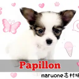 【 パピヨン 】将来はゴージャスなプリンセスに変身!賢く無邪気なパピヨンちゃん!