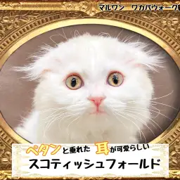 【 スコティッシュフォールド 】 食欲旺盛で甘え上手なスコティッシュちゃん