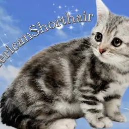 【 アメリカンショートヘア 】ふっくらボディにシルバーパッチドが目を惹く女の子!