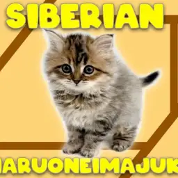 【 サイベリアン 】目ヂカラ最強のゴージャスBODY！初心者必見の温厚な女の子！