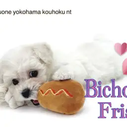 【 ビションフリーゼ 】フレンドリーな綿アメわんこの女の子