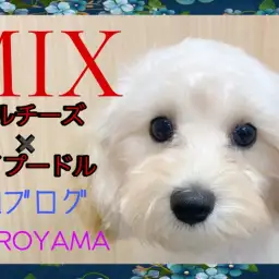 【 MIX 】温厚でお手入れ上手な生後5ヶ月のマルプーちゃん！2ndブログ！