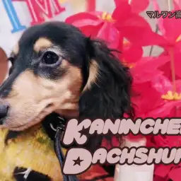 【 カニンヘンダックス 】多頭飼いにオススメなスーパーフレンドリーな女の子!