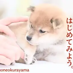 【 柴犬 】2023年柴犬ご成約率NO.1の大倉山店へ赤柴子ちゃんが仲間入り!