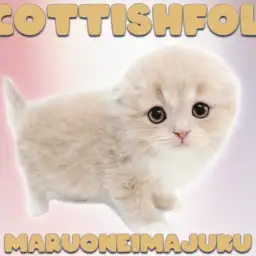【 スコティッシュフォールド 】垂れ耳で丸顔のクリームカラーな癒し系にゃんこ!
