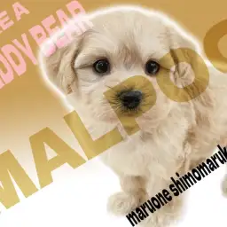 【 MIX 】大きな瞳が印象的なマルプーくんは誰からも愛されるおっとり癒しキャラ