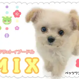 【 MIX 】ほんのりチークが可愛いチワプーの女の子が登場！