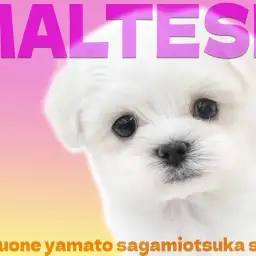 【 マルチーズ 】魅力は無限!愛らしさと従順さを兼ね備えた小さな愛玩犬