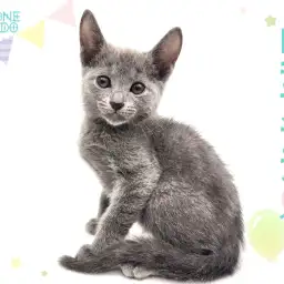 【 ロシアンブルー 】ブルーの被毛とロシアンスマイルに癒される超温厚な甘えん坊!