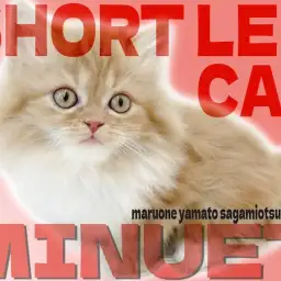 【 ミヌエット 】マンチカンに負けない短足!好奇心旺盛で得意技はマンチ立ち!