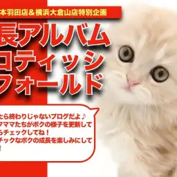 【 スコティッシュフォールド 】レッドタビー垂れ耳スコちゃまの成長日記