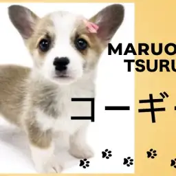 【 コーギー 】短足界で人気のコーギーちゃん!