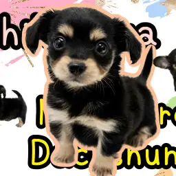 【 チワックス 】元祖MIX犬!チワワ×ダックスの良い所どり、超ハイブリット犬