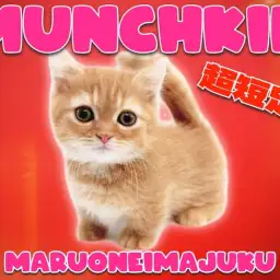 【 マンチカン 】レッドタビーが美しい超短足の目ヂカラ最強な男の子がやってきた!