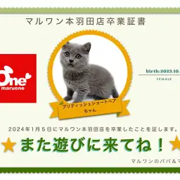 【 卒業記念 】ブリティッシュちゃん卒業おめでとう！今までの感謝を込めて〜卒業ブログ〜