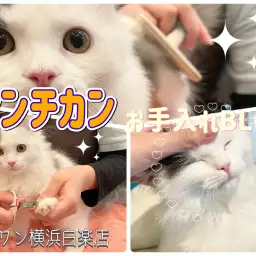 【 お手入れBLOG 】お手入れ上手に出来るかな?マンチカン編