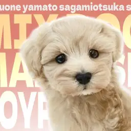 【 マルプー 】賢可愛いベビーフェイスのハイブリッドBOYは愛され要素満載！