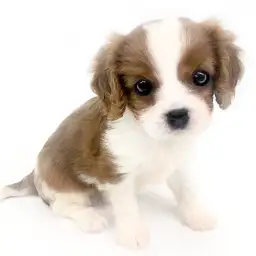 キャバリア・キングチャールズ・スパニエル