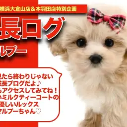 【 マルプーちゃんの成長アルバム 】ミルクティーカラーに注目のマルプーちゃんの成長記!