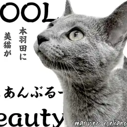 【 ロシアンブルー 】スレンダーボディがビューティフォー!ロシ子の3ヶ月の今に密着!