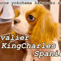 【 キャバリア 】犬界の騎士の名にふさわしい男の子！現在の様子を大公開！