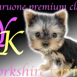 【 ヨークシャーテリア 】小さめサイズのプレミアム！絶対的な可愛さに大注目です！