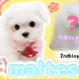 【 マルチーズ 】お利口さん度UP!生後6ヶ月を迎えたマルちゃんの成長にご注目