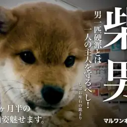 【 柴犬 】どすこいベイビーの生後3ヵ月半の現在をパシャリ!