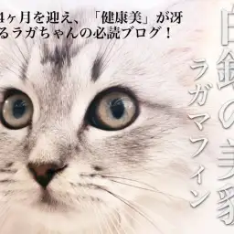 【 白銀ラガマフィン 】生後4ヵ月を迎えて手中にした美貌と健康!ポイントも解説!