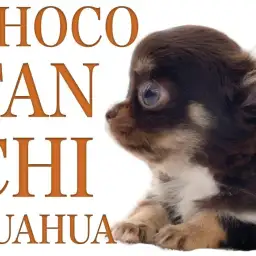 【 小さいチワワ 】ナイスキャラクター!元気いっぱいのチョコタン娘!