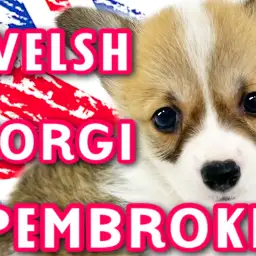 【 ウェルシュコーギーペンブローク 】むっちりBODYの短足ムードメーカー!