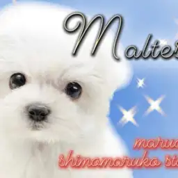 【 マルチーズ 】ベビーフェイス＆ドワーフ体型、可愛いがたくさん詰まった子犬現る