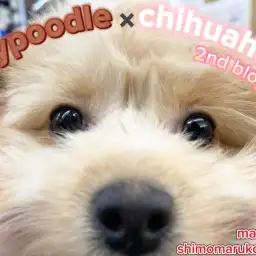 【 MIX 】歯磨き・シャンプー全て優秀！可愛さもパワーアップの2ndブログ！