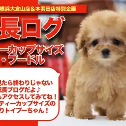 【 おティーカップちゃんの成長アルバム 】超極小サイズのおティーカップちゃんの成長記!