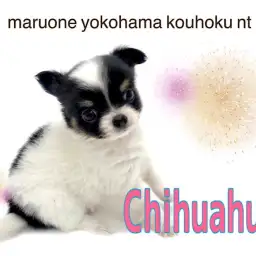 【 チワワ 】ぱっちりお目々のウサギさん系チワワちゃん