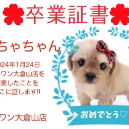 【卒業証書】もちゃちゃん卒業おめでとう!!スタッフママより愛を込めて!