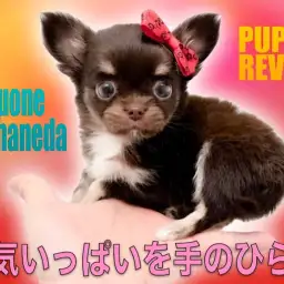 【 チワワ 】お昼寝はお手々ピーンッ!キョトン顔の小さな元気娘!