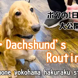 【 カニンヘンダックスフント 】お店での過ごし方に密着!ダックスくんの1日
