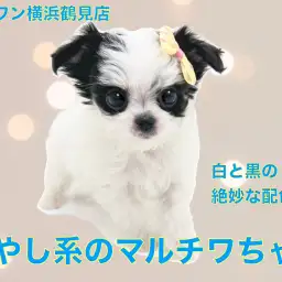 【 MIX 】パパの毛質とママの配色を受け継いだマルチワちゃん!