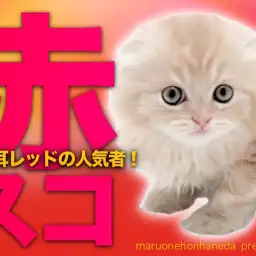 【 スコティッシュフォールド 】たれ耳レッドカラーのアイドルのファーストレビュー