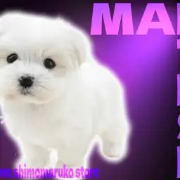 【 マルチーズ 】驚愕の小さめボディ！愛嬌満載の可愛すぎる天使が舞い降りた！