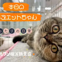 【 ミヌエット 】本日のミヌエットちゃん!まったりの日常!