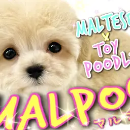 【 MIX 】ハーフわんこ界No.1！可愛すぎる女王アプリコットマルプー降臨！！！