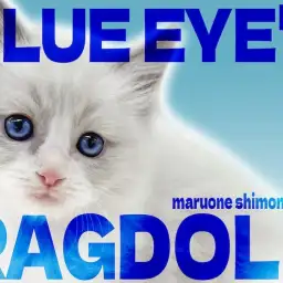 【 ラグドール 】変わることのない澄んだ青い瞳と、可愛すぎる姿に沼る人続出中！