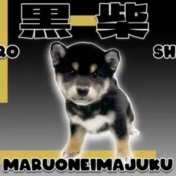 【 柴犬 】初心者必見!感情表現豊かでマロ眉が愛らしいお手入れ上手な黒柴ちゃん!