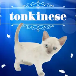 【 トンキニーズ 】レア度高め!奇跡のような美貌を持ったトンキニーズ