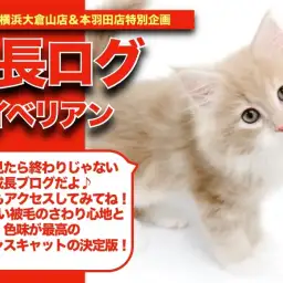 【サイサイの成長アルバム 】お茶の子さいさいサイベリアンちゃんの成長記！